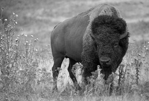 Indiens et bisons : un lien éternel