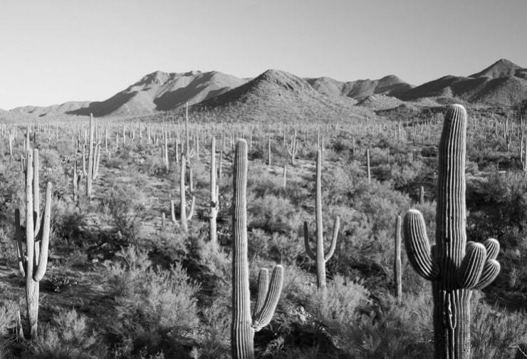 Le désert de Sonora