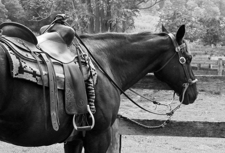 Les équipements incontournables pour l'équitation western